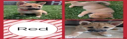 Shiba Inu dogs for sale: Poppy - Ad 1