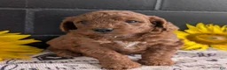 Mini Goldendoodle dogs for sale: Mini -Katy - Ad 1
