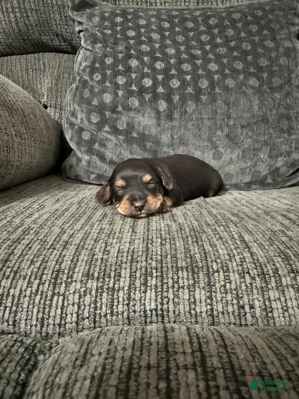 Yorkiepoo dogs for sale: Ace - Ad 18