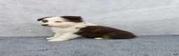 Miniature Australian Shepherd dogs for sale: Maverick  - Ad 4
