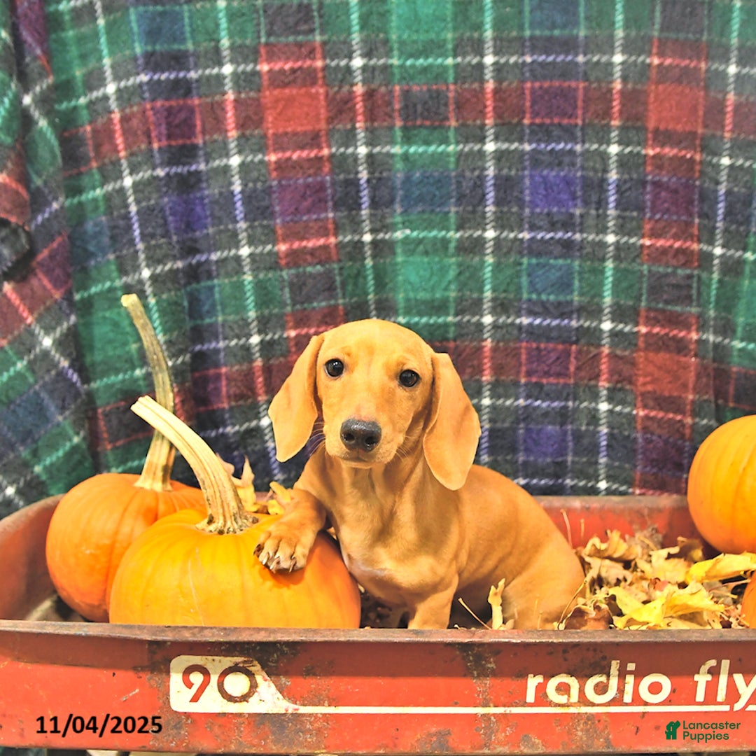 Miniature Dachshund dogs for sale: Twister - Ad 2