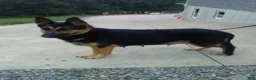 German Shepherd dogs for sale: Randy - Ad 7