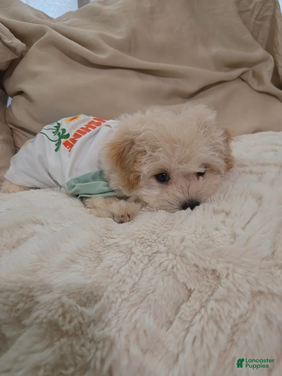 Maltipoo dogs for sale: Buddy - Ad 2