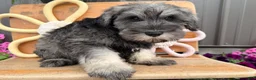 Miniature Schnauzer dogs for sale: Kenneth Miniature Schnauzer  - Ad 4