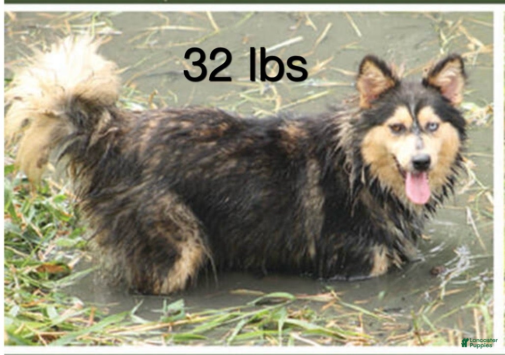 Siberian Husky dogs Siberian Husky Puppy 2 - Ad 2