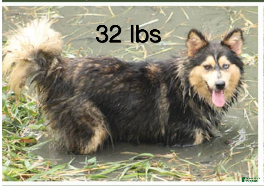 Siberian Husky dogs for sale: Siberian Husky Puppy 3 - Ad 2