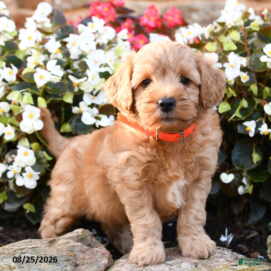 Mini Goldendoodle dogs Jordan - Ad 1