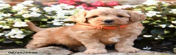 Mini Goldendoodle dogs for sale: Jordan - Ad 1