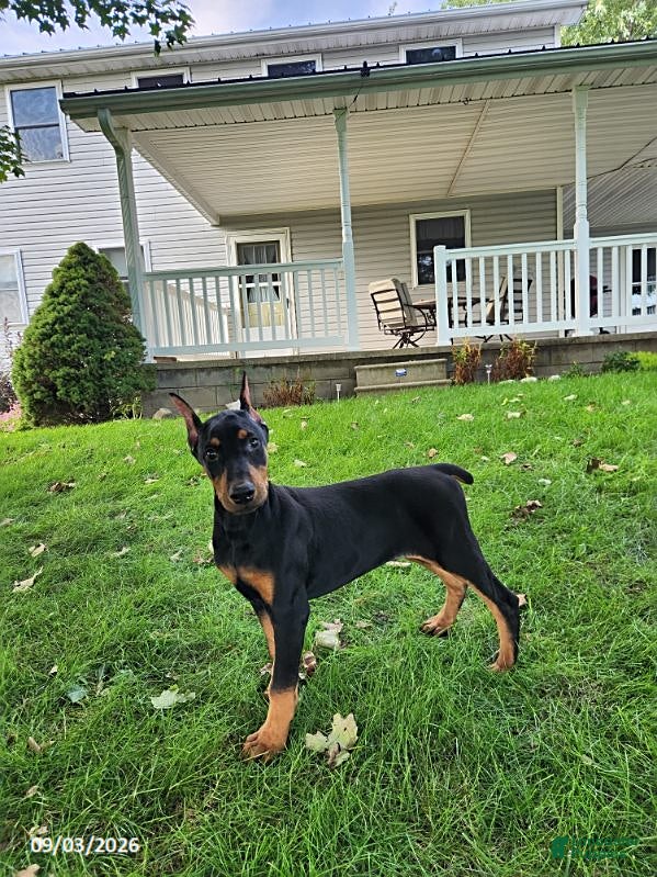 Doberman Pinscher dogs Koda - Ad 2