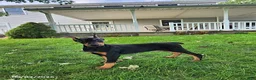 Doberman Pinscher dogs for sale: Koda - Ad 2