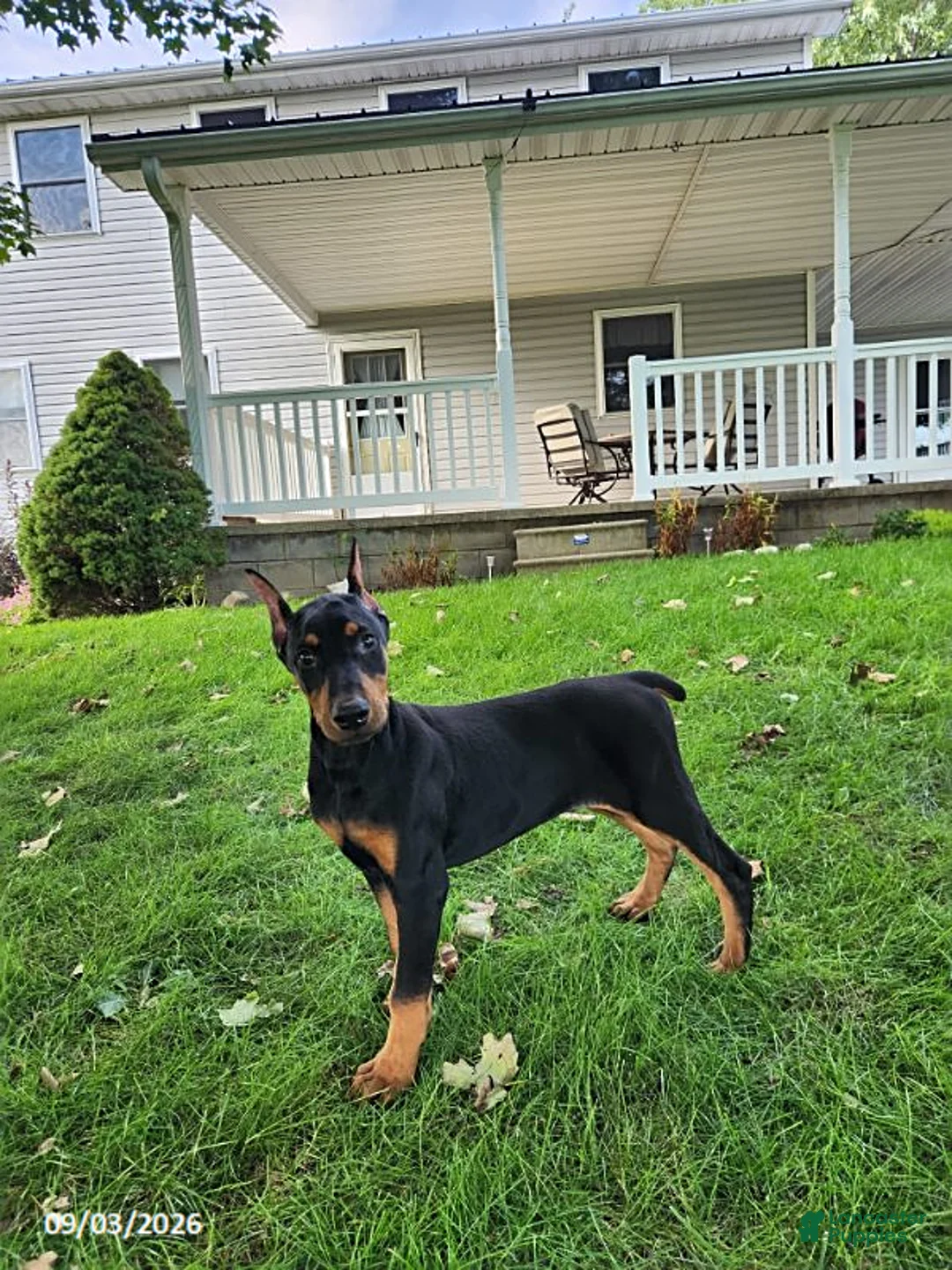 Doberman Pinscher dogs for sale: Koda - Ad 2