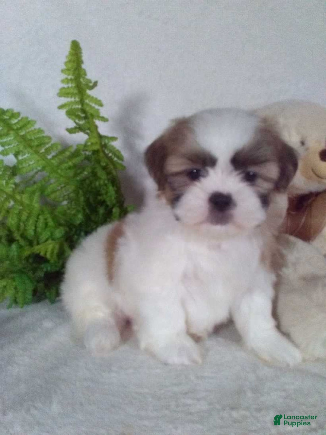 Shih Tzu dogs for sale: Chewy - Ad 2