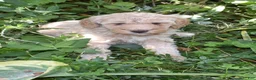 Standard Poodle dogs for sale: Standard Poodle 7 Apricot - Ad 5