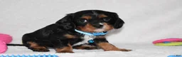 Cavalier King Charles Spaniel dogs for sale: Parker - Ad 4