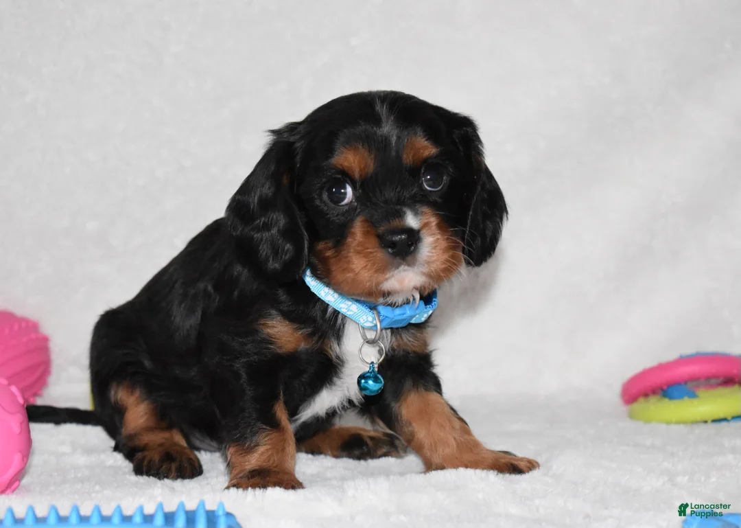 Cavalier King Charles Spaniel dogs for sale: Parker - Ad 4
