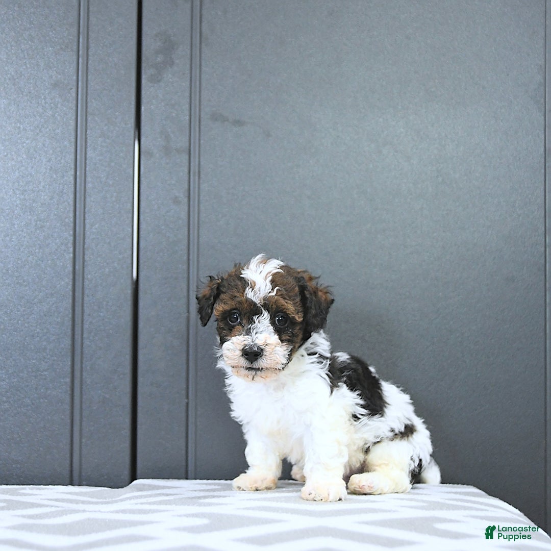 Miniature Poodle dogs for sale: Tucker Extra Small - Ad 10