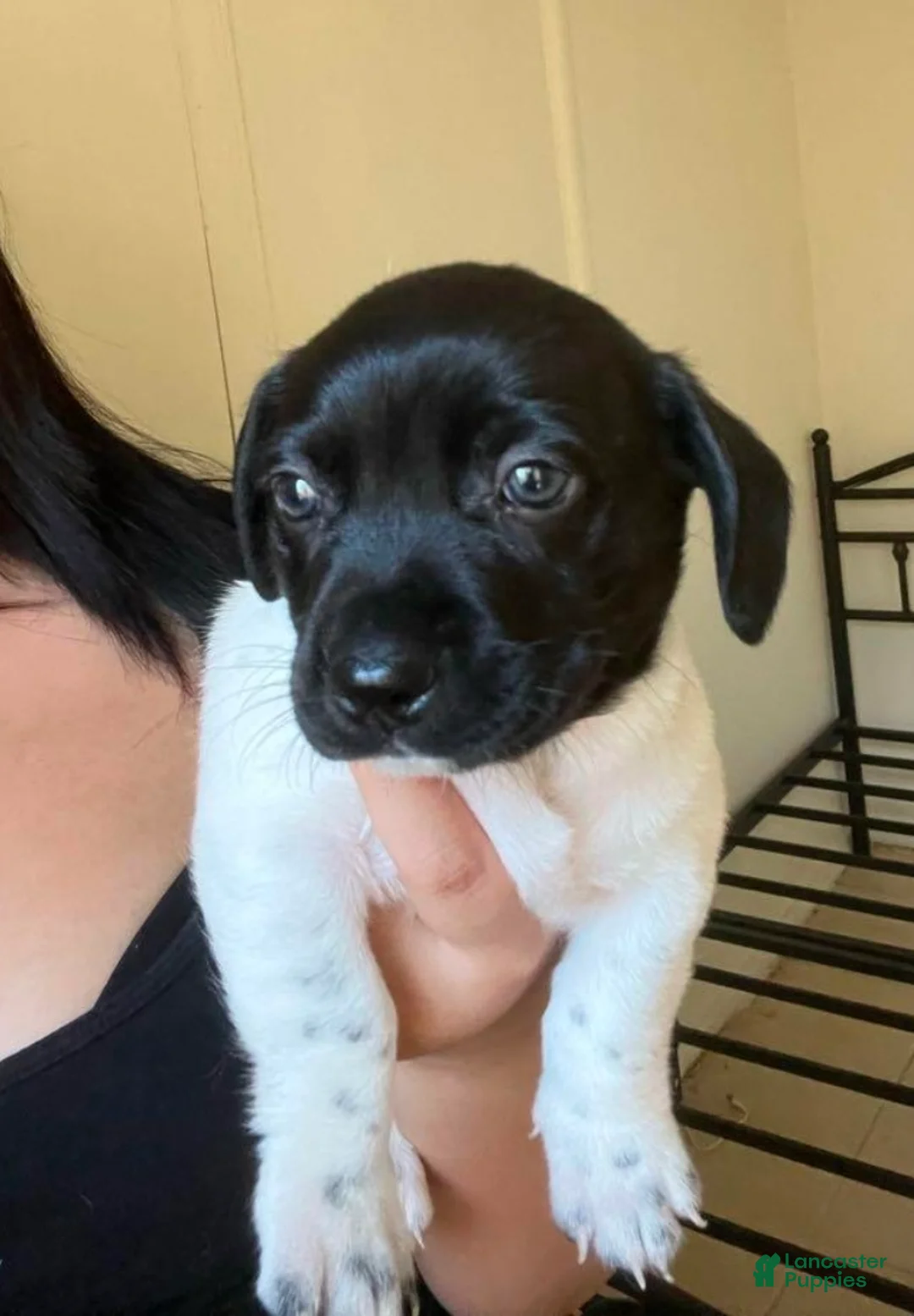 Chihuahua dogs for sale: Chihuahua Puppy 2 - Ad 1