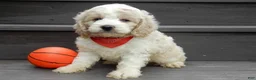 Cockapoo dogs for sale: Ollie - Ad 4
