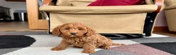 Cockapoo dogs for sale: Cockapoo female 2 - Ad 6