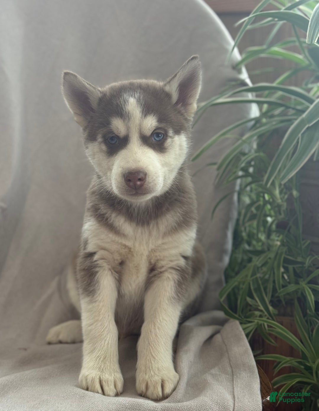 Siberian Husky dogs for sale: Leo - Ad 10