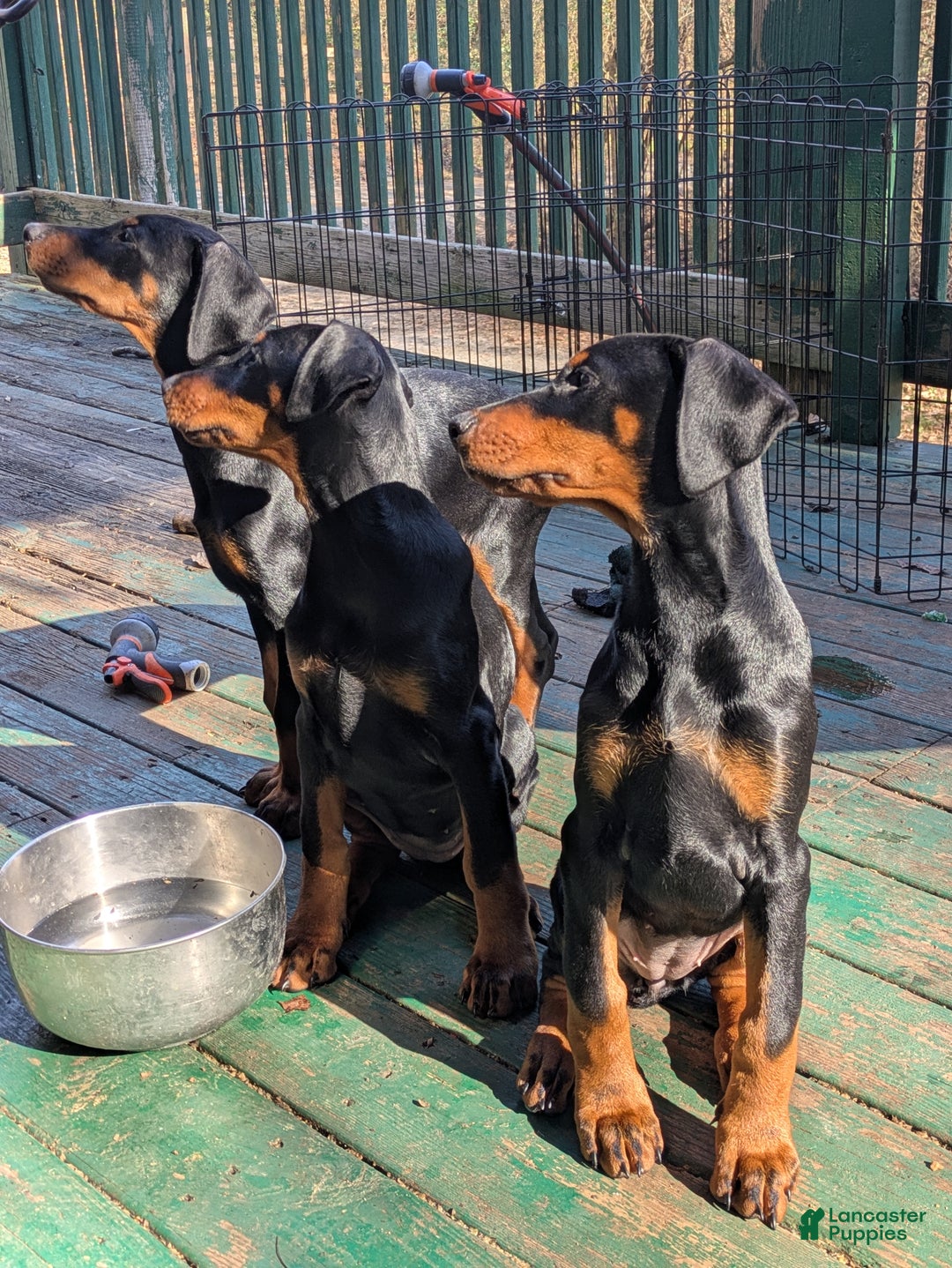 Doberman Pinscher dogs for sale: Doberman Pinscher Puppy 9 - Ad 4