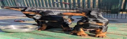 Doberman Pinscher dogs for sale: Doberman Pinscher Puppy 9 - Ad 4