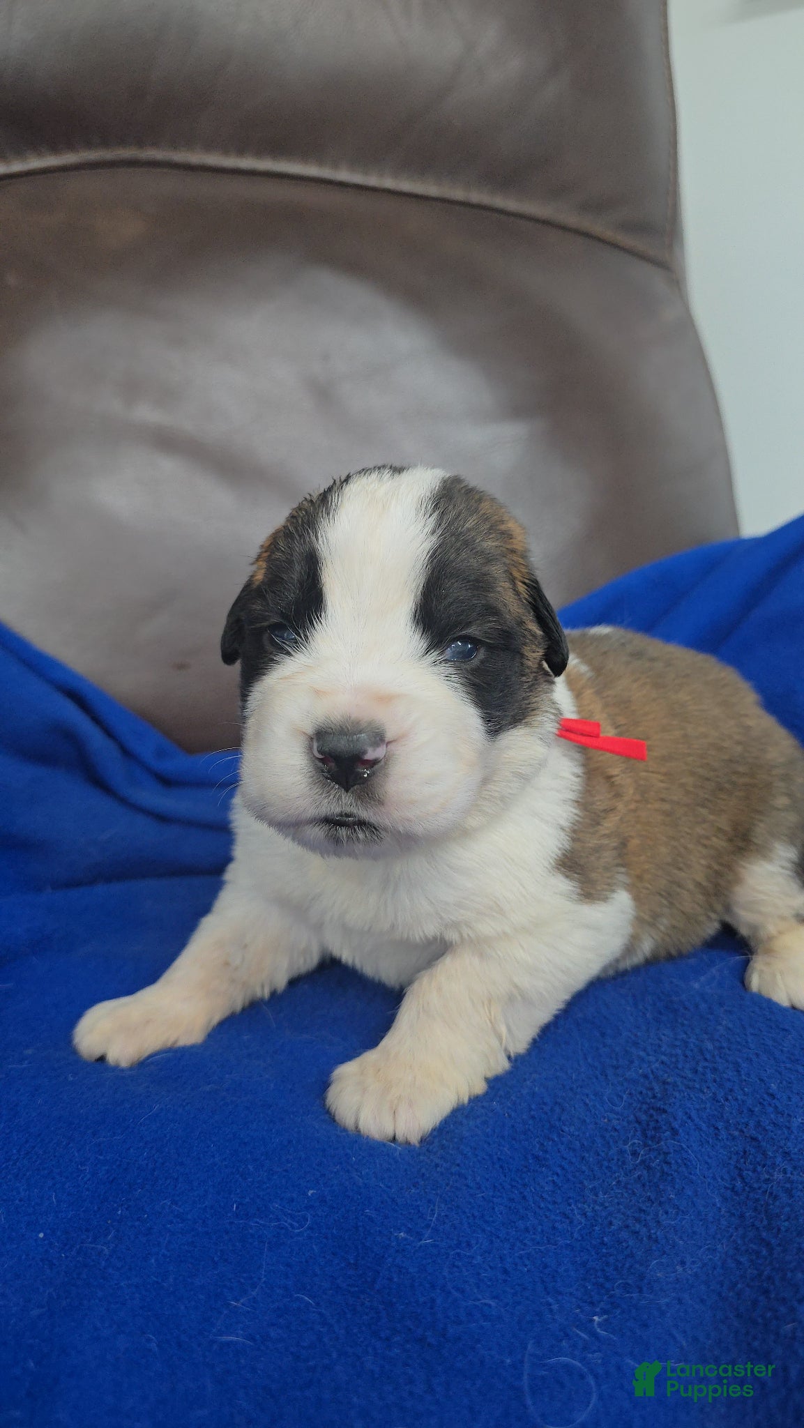 Saint Bernard dogs Marvin - Ad 1