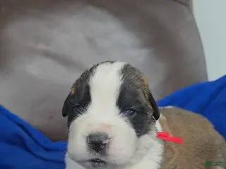 Saint Bernard dogs Marvin - Ad 1