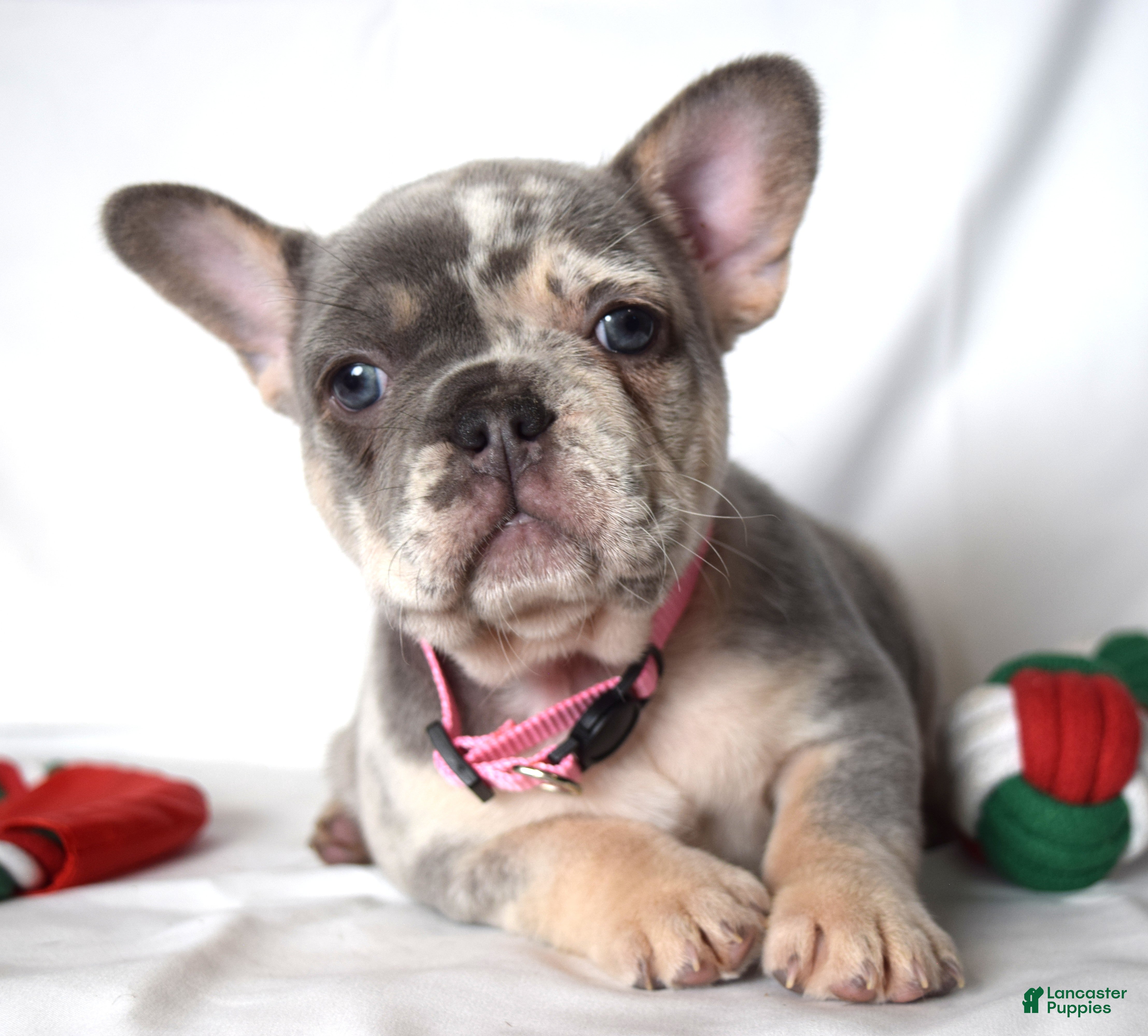 French Bulldog dogs for sale: Trixie - Ad 3