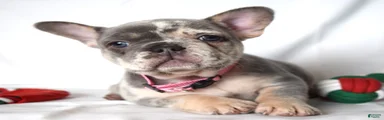 Trixie