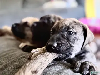 English Mastiff dogs for sale: English Mastiff Male Brindle Pup - Ad 3