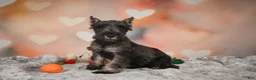 Miniature Schnauzer dogs for sale: Rose - Ad 8