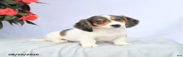 Miniature Dachshund dogs for sale: Hellen - Ad 3