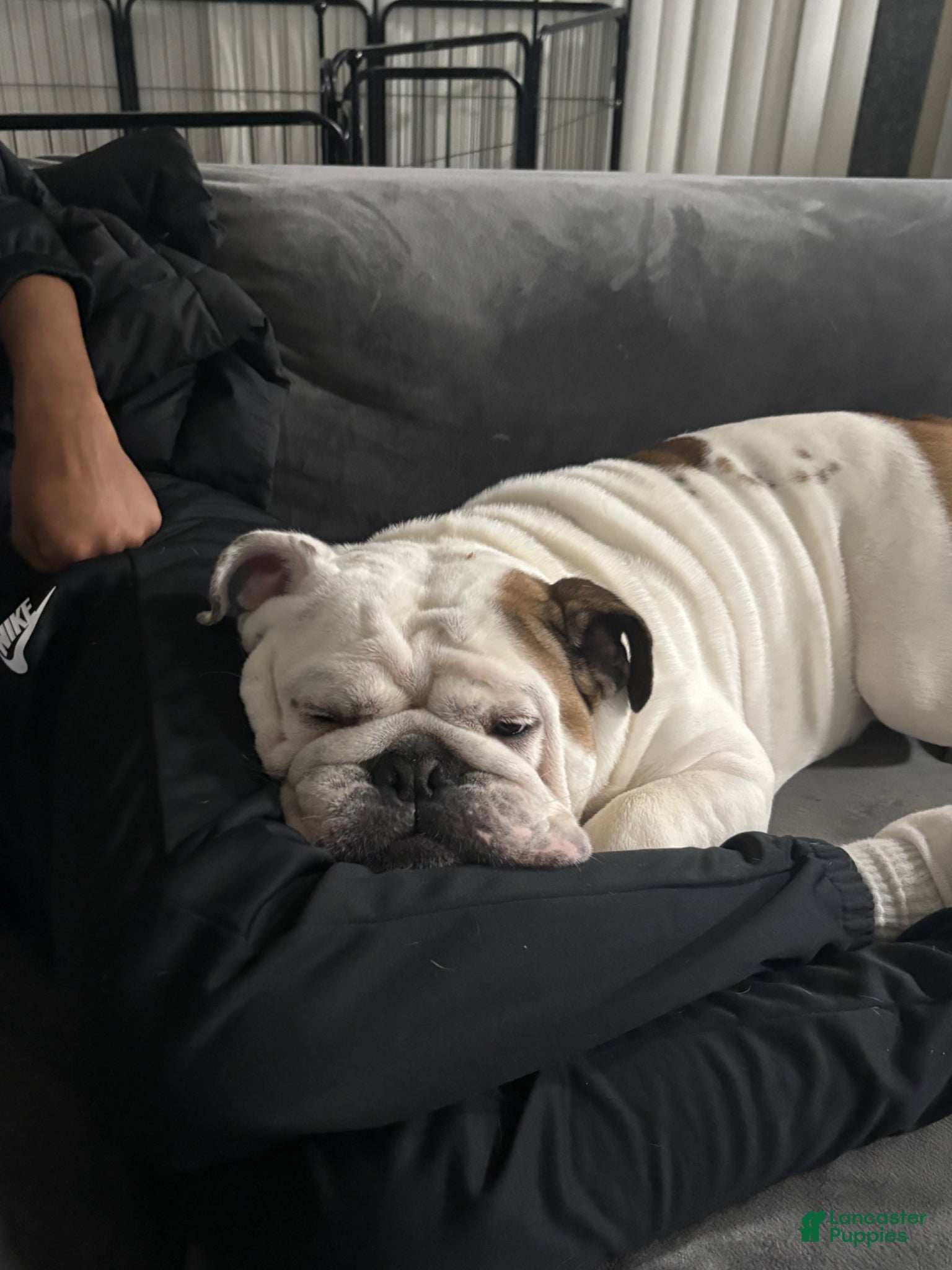 English Bulldog dogs Mylo  - Ad 37