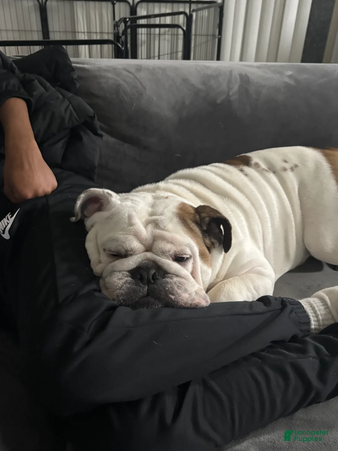 English Bulldog dogs for sale: Mylo  - Ad 1