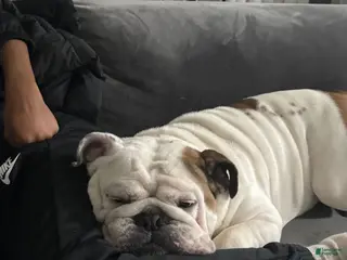 English Bulldog dogs Mylo - Ad 37