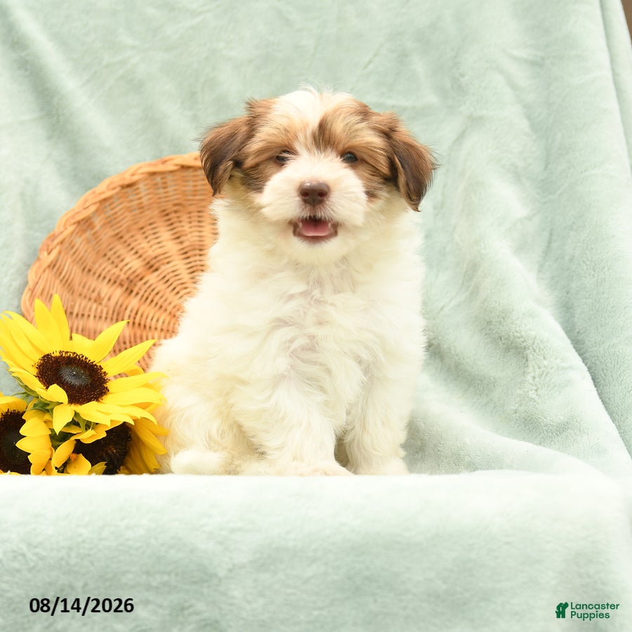 Havanese dogs Button - Ad 1
