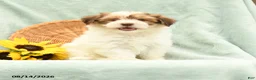 Havanese dogs for sale: Button - Ad 1