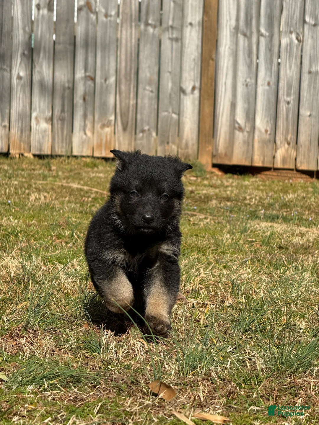 German Shepherd dogs for sale: German Shepherd Puppy 4 - Ad 2