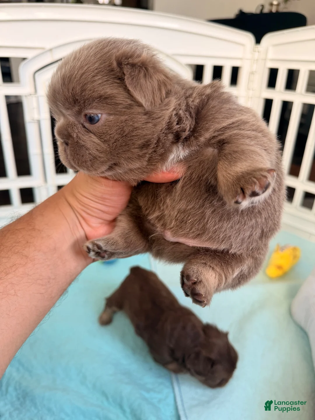 French Bulldog dogs for sale: Sour Patch - Ad 2