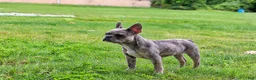 French Bulldog dogs for sale: Spotty - Ad 3