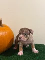 American Bully Puppy 4