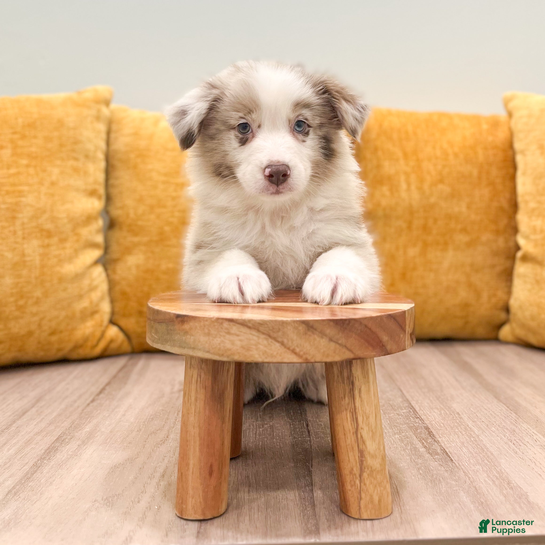Australian Shepherd dogs Myles - Ad 2