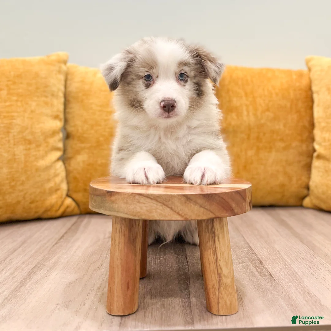 Australian Shepherd dogs for sale: Myles - Ad 2
