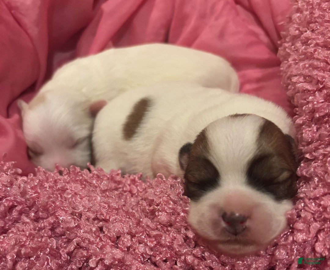 Coton De Tulear dogs for sale: Coton De Tulear Puppy 1 - Ad 6