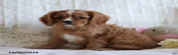 Cavalier King Charles Spaniel dogs for sale: Otis - Ad 3