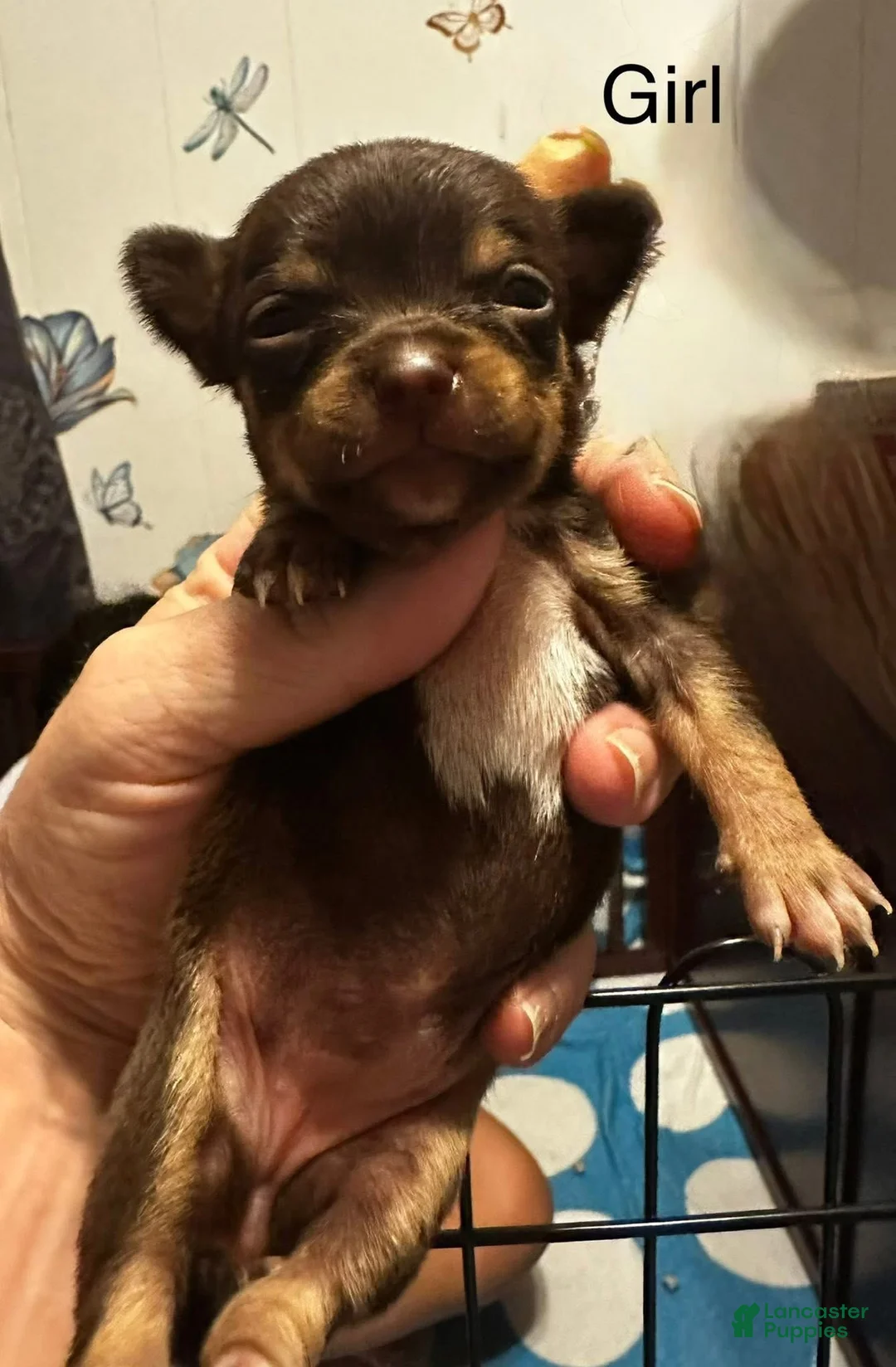 Chihuahua dogs for sale: Chihuahua Puppy 1 - Ad 3