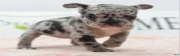 Mixed Breed dogs for sale: Ruby merle - Ad 10