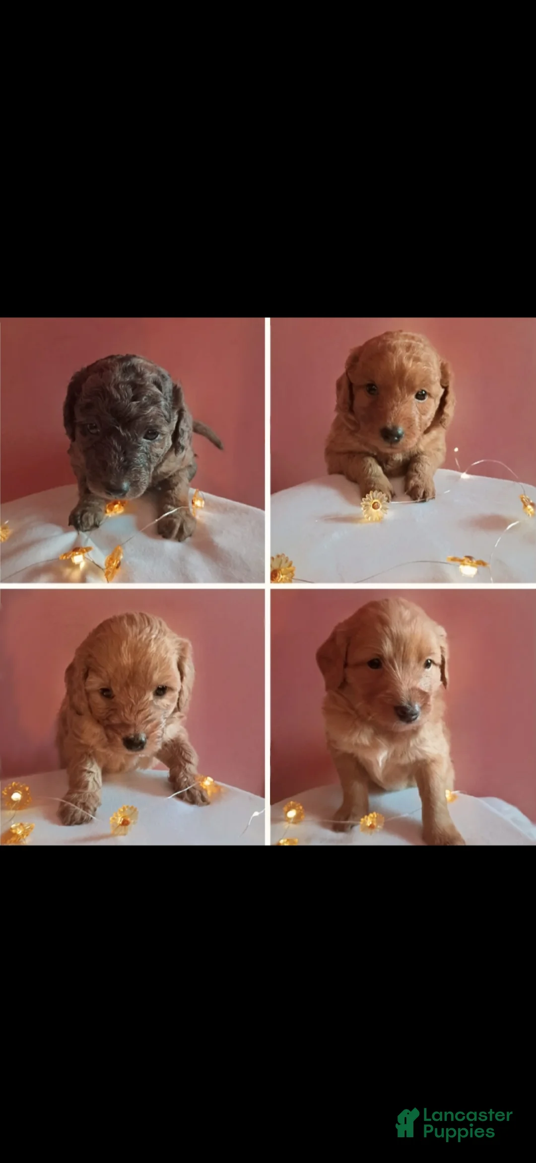 Mixed Breed dogs for sale: Rosy - Ad 3