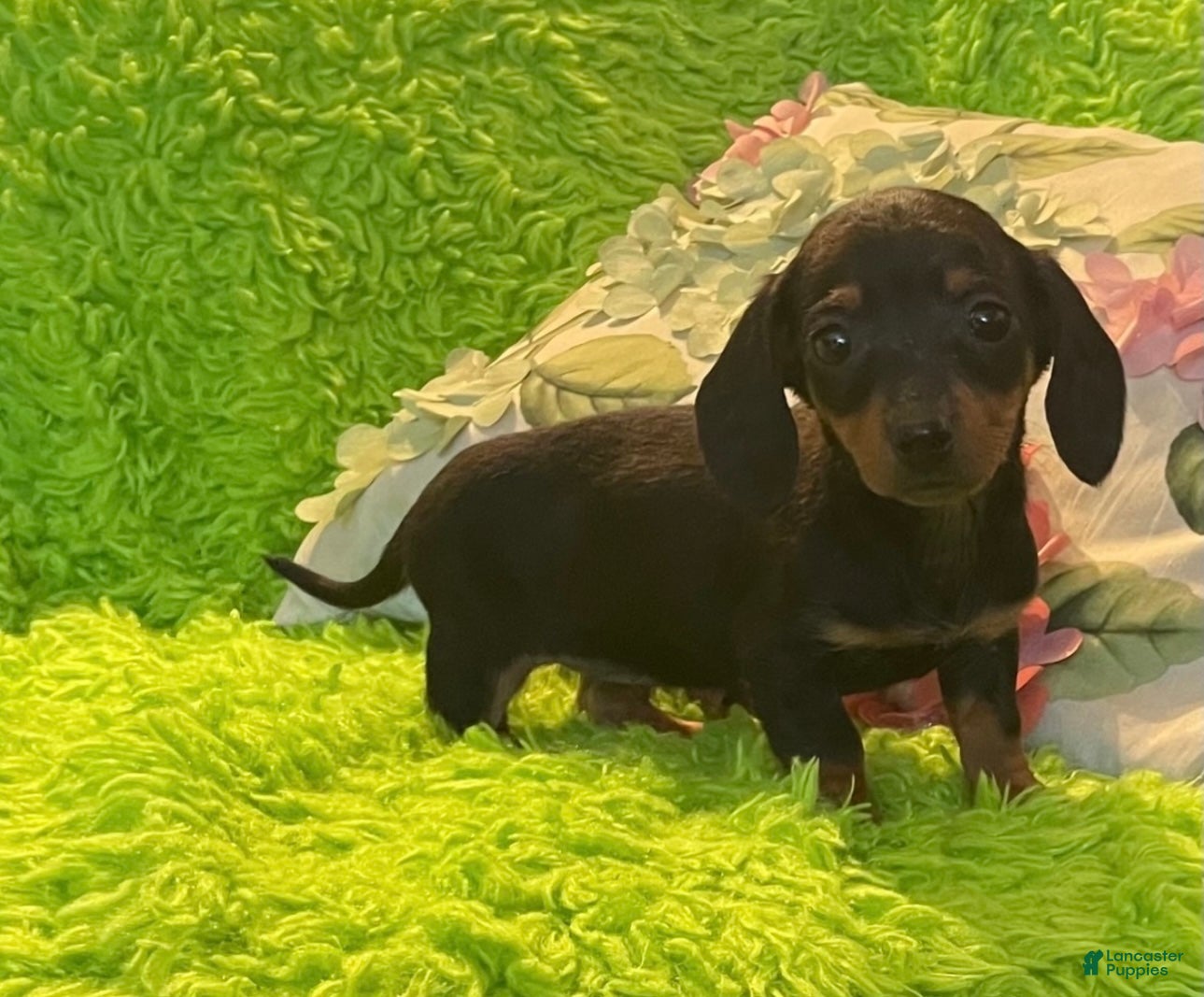 Miniature Dachshund dogs for sale: Millie - Ad 38